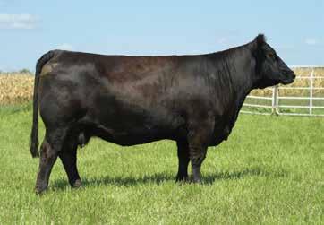 If you are a believer in cow families this one gets it done in spades. Not many Ebony Antionette grand daughters for sale every day. AI Planned Mating CE 14.6, BW 0.9, WW 61.6, YW 81.4, API 116.