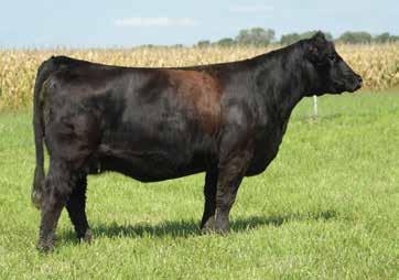 Zeis Simmentals Lot 38 Simmental Bred Heifers 39 CRR Miss Around E387 2-18-17 - PB Simmental - Tattoo: E387 TLLC One Eyed Jack STCC Jack Around 4031 HF Serena W/C Wide Track 694Y Zeis Ms Wide Track