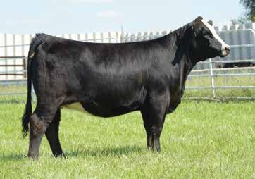 Fall Pair & Spring Bred Heifers 43 J&C Ms Pays To Be E720 2-10-17 - PB Simmental - Tattoo: E720 CNS Pays to Dream T759 LLSF Pays to Believe ZU194 LLSF Ura Baby Doll Welshs Dew It Right J&C Ms Do
