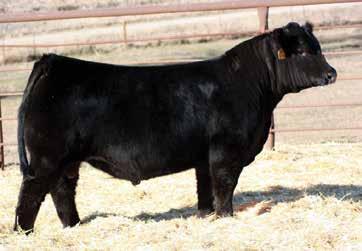 0 ASA #: 3454641 - Polled AI 4/8 to Hooks Black Hawk Heifer Sexed Semen This female traces back to one of our foundation cow families that has been consistent and true over the years.
