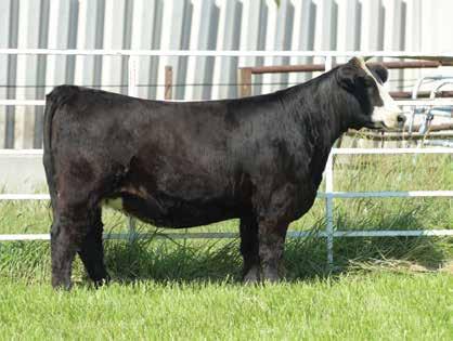 7 54.0 79.2 24.9 109.5 61.9 ASA #: 3280161 - Polled AI 5/27 to W/C Night Watch Striking baldy female that has the look and cow power to succeed in any scenario.