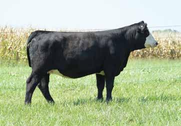 I bet her purebred calf by Night Watch will be fun. Progeny Planned Mating CE 15.0, BW -0.2, WW 61.4, YW 86.2, API 136.4, TI 70