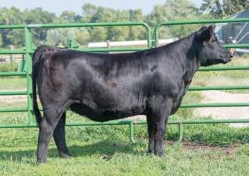 Lock Down will add belly and EPD power to this complete and soft made heifer. Progeny planned mating CE 11.6, BW -0.4, WW 67.4, YW 104.7, API 132.1, TI 73.2. NP Cattle Co.