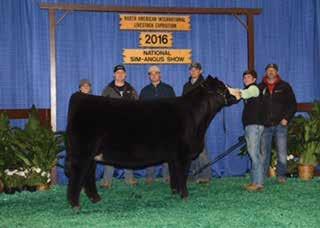 Spring Bred Heifers 57 PCGF Miss Jacked E706 1-10-17-3/4 SM 1/4 AN - Tattoo: E706 TLLC One Eyed Jack STCC Jacked Up 4070 HF Serena BC Lookout 7024 Zeis Lookout X610 Zeis Perfection S116 7.9 1.6 64.