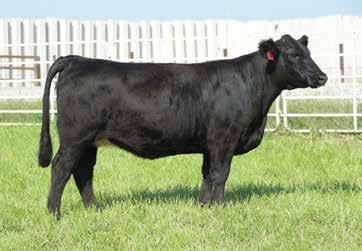 PE 5/20 till 8/20 to Innocent Man Son Miss Jacked is out of our lead donor Zeis Lookout X610 who has produced many high selling females and champions in the ring.
