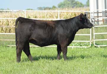 This colored up female is sure to set her self apart from the competition. She sells safe in calf to Dew It Right. Planned Mating CE 11.8, BW 0.6, WW 59.