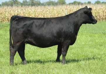 Her Dam, Dixie Erica 373 is the $60,000 daughter of the great Dixie Erica 001 which has done an incredible job for Kirk Duff s program.