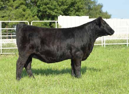 Spring Bred Heifers Lot 68 W/C Lock Down - 2658496 Lot 69 68 Zeis Miss Around E757 3-2-17-1/2 SM 1/2 AN - Tattoo: E757 69 Zeis Pays to Be E417 1-18-17-1/2 SM 1/2 AN - Tattoo: E417 TLLC One Eyed Jack