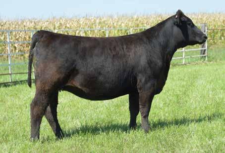 2 61.2 ASA #: 3280157 - Polled AI 4/13 to W/C Lock Down A combination type female that we love for her volume and fleshing ability yet still has the sharp feminine look we all desire, and is one of