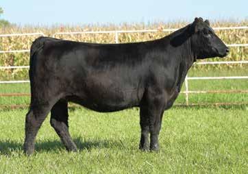 Impressive growth and performance traits in this high quality female. Bred up to the calving ease baldy maker Lock Down. Planned Mating CE 12.