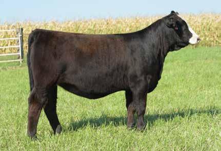 5 ASA #: 3439455 - Polled - Open Heifer If you like big body, stylish cattle this beautiful baldy is for you. Her show career has started off very well when she was awarded Res.