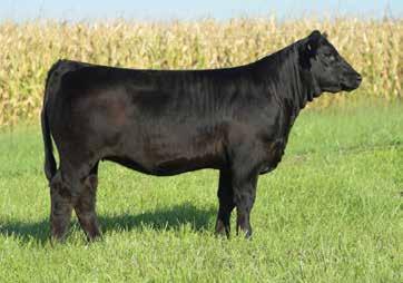 Level topped, good hipped, excellent structure, sweet disposition, and an extra shot of white. She was extremely competitive in a stacked class at the Iowa State Fair.