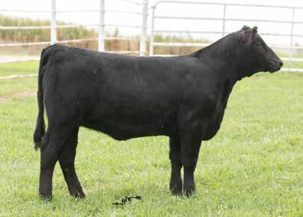 5 ASA #: 3424446 - Polled - Open Heifer We offered up 1/2 interest in our Valerie donor in last year s Ladies of the Valley sale.