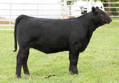 6 ASA #: 3424443 - Polled - Open Heifer KenCo Glamorous 430W has produced top quality bulls and heifers for our program and others.