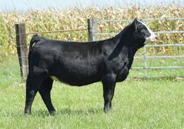 She has a good body, good looks, useful numbers, and a good disposition to make her successful in the show ring and in your pasture if you get her purchased.