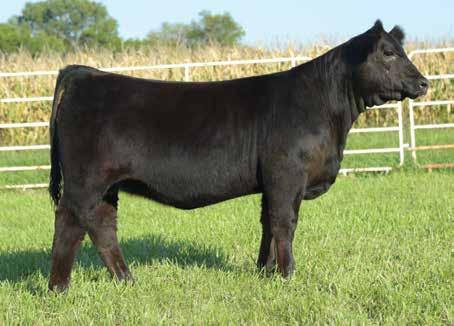 7 ASA #: 3426493 - Polled - Open Heifer ¾ Blood Black Polled Brockle face by Cash Flow out of a top producing Zoom daughter. My favorite of the heifers calved at J&C.