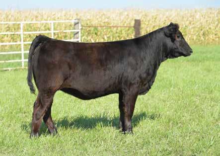 7 ASA #: 3455484 - Polled - Open Heifer A Pay the Price female here that we think a lot of. Hard to find one that combines so much power and stoutness with such a pretty front one third.