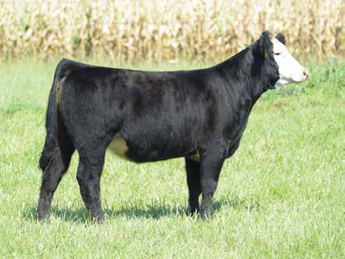Simmental Show Heifer Prospects & Embryos Lot 90 $24K Daughter of Zeis Confident A503 90 OA Miss Fiona F58 1-13-18-3/4 SM 7/32 AN 1/32 MA - Tattoo: F58 91 Embryos by Zeis Confident Mating will be 3/4
