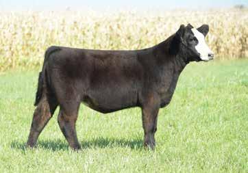 Shown twice a winner both times. Show broke and ready to go. Dam was purchased in last Ladies of the Valley sale.