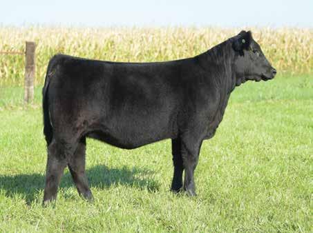 Simmental Show Heifer Prospects Lot 98 Colburn Primo SVF NJC Magnetic Lady M25 Lot 99 98 J&C Ms Primo F822 2-1-18-1/2 SM 1/2 AN - Tattoo: F822 99 J&C Ms Pays to Be F828