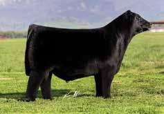You ll have to look a long time to find a better foundation heifer to compete with her. J&C Simmental 11.5 1.9 69.6 95.2 16.0 118.7 71.