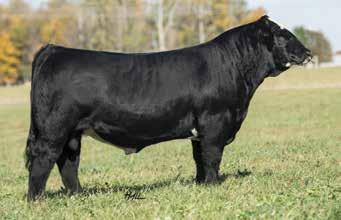 His first big calf crop this spring has resulted in a consistent as well as highly acceptable set of breeding stock capable of running hard at major shows across this country as well as still