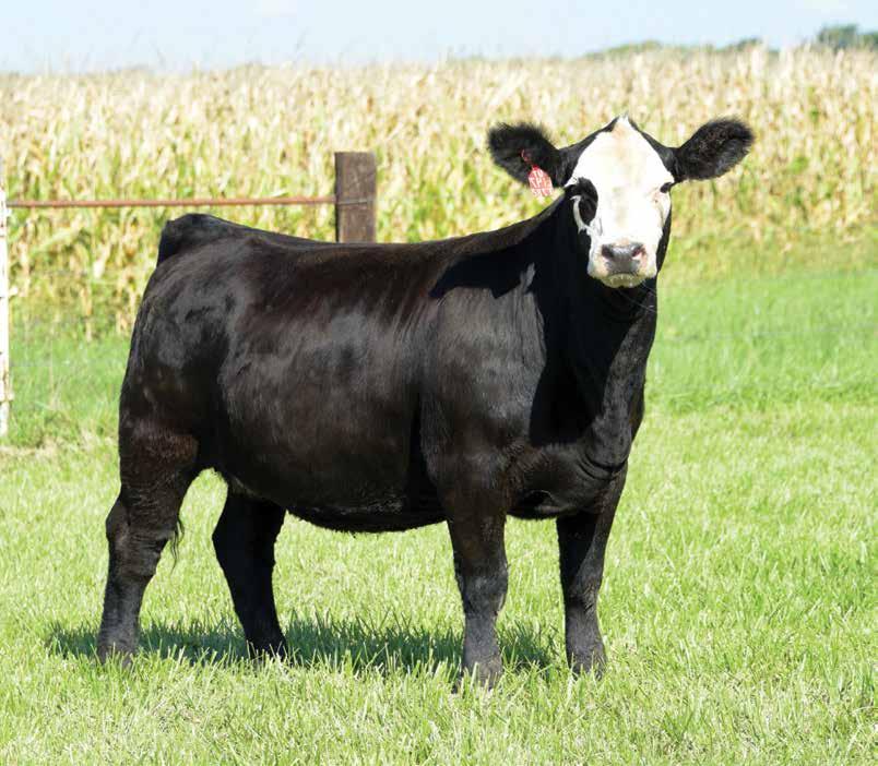Dwyer Cattle 740