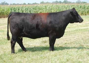 9 ASA #: 2897612 - Polled AI 4/13 to LLSF Pays to Believe When Dave and I bought Perfection back from Jerry Lee she had this New Edition daughter on her and she has not disappointed, just like her