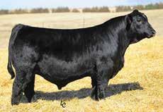 We are sharing this Hardcore sired cow and her heifer calf by Pays To Believe, F462, Lot 9A in this sale to show some of the cow power here at J&C. AI Planned Mating CE 10.4, BW 1.1, WW 74.7, YW 108.