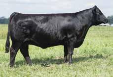 There are many full siblings to the dam of this heifer working for cattlemen from California to West Virginia. Be sure to look this elegant bred up on sale day. She won t disappoint you.