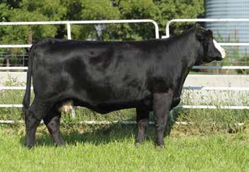 With that the breeding opportunity are endless. AI Progeny Planed Mating CE 12.9, BW 0.2, WW 69.1, YW 100.4, API 139.3, TI 75.9. CRR Simmentals 8.5 2.5 65.5 97.6 21.4 108.4 60.