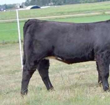 R13 is the typical cool baldy that today s Simmental breeders are looking for. She has excellent and no Dream On in her pedigree. R13 is showing the same consistency in her calves as her dam.