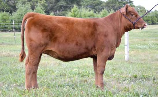 Page 18 Best of Both Worlds Female Sale DAMAR FARMS Lot 102 Red Fine Line Mulberry 26P 101 DAMAR W085 MIMI A179 RAAA #: 1607401 Tattoo: A179 100% Cat. 1A Red Angus BD: 1/31/13 Act.