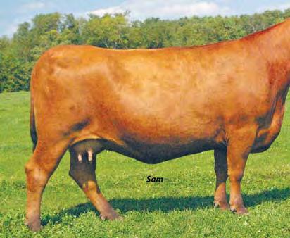 DAMAR FARMS Best of Both Worlds Female Sale Page 21 110 DAMAR TARMILY Z140 RAAA #: 1511113 Tattoo: Z140 100% Cat. 1A Red Angus BD: 1/29/12 Act. 78 Adj.