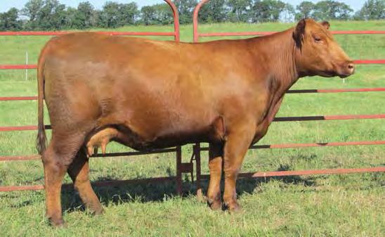 Mulberry X Annie are long necked, long spined and long hipped. Show heifers or brood cow deluxe. Two maternal sibs are many-time champion in Texas for Madison Stout and Trey Ivey. All sell open.