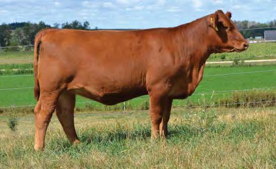 DAMAR FARMS Best of Both Worlds Female Sale Page 25 Lot 135 Lot 136 135 DAMAR 457N MISS SELENA A064 RAAA #: 1607414 Tattoo: A064 100% Cat. 1A Red Angus BD: 1/2/13 Act. 94 Adj.