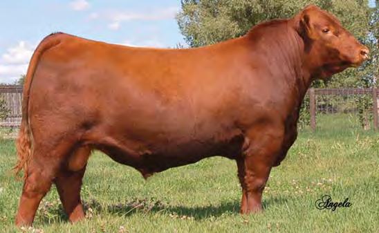 marbling. This is carcass genetics at it s best. Packer, the no. 1 bull for registrations in the breed. 148 DAMAR ELLEWORTH Z100 RAAA #: 1526779 Tattoo: Z100 100% Cat. 1A Red Angus BD: 2/18/12 Act.