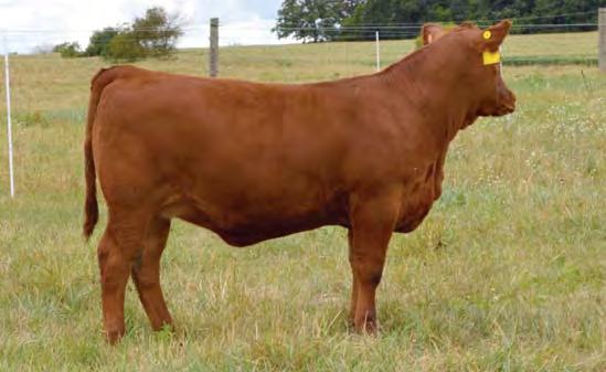 Packer bulls calves are in great demand. DAMAR top-selling commercial bulls are sired by Packer. Their dam is the very sought-after Messmer cow.
