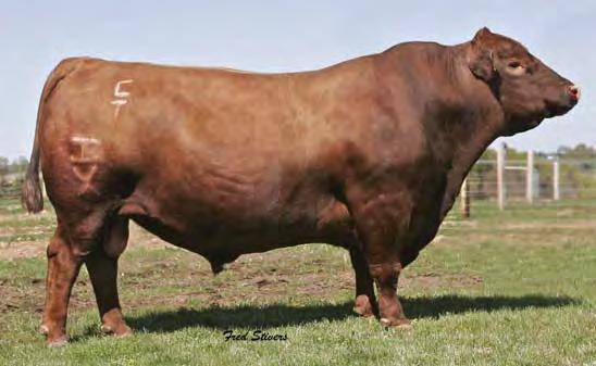 Page 32 Best of Both Worlds Female Sale DAMAR FARMS 178 DAMAR CONSTANNE Z069 RAAA #: 1526490 Tattoo: Z069 100% Cat. 1A Red Angus BD: 2/5/12 Act. 65 Adj.