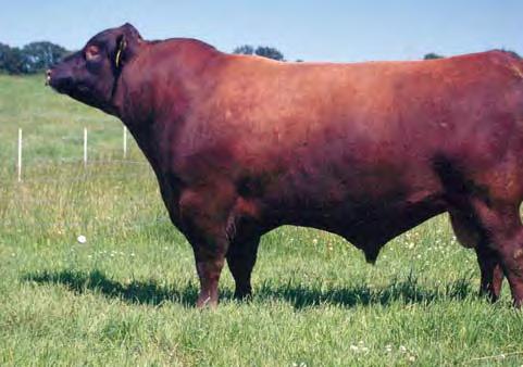 DAMAR FARMS Best of Both Worlds Female Sale Page 37 Red Brylor Big Rock 85T RD Ter-Ron Fully Loaded 540R 214 DAMAR RED RHEA Y052 RAAA #: 1426885 Tattoo: Y052 100% Cat. 1A Red Angus BD: 2/20/11 Act.