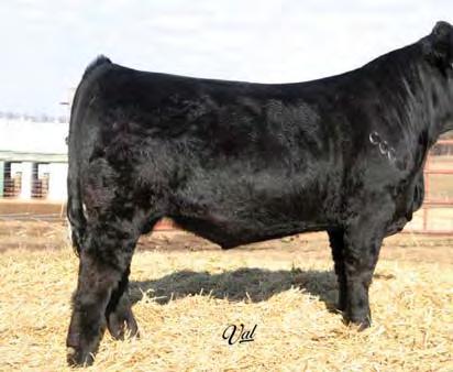 Page 42 Best of Both Worlds Female Sale DAMAR FARMS Reference Sires Taylor Beef Maker #2341606 - TRIPLE C L. TAYLOR M M STAY MARB 14.1-0.5 66.1 91.2 14.5 22.6 55.6 23.6 22.9-0.43 0.47-0.065 1.