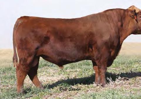 DAMAR FARMS Best of Both Worlds Female Sale Page 43 Reference Sires Envy Messmer Packer #1184633 - SCHULER ENVY 7342T D MILK TM ME HPG M STAY MARB FAT 5 0.0 53 88 32 59 1 8 3 6 0.71-0.09 23 0.51-0.
