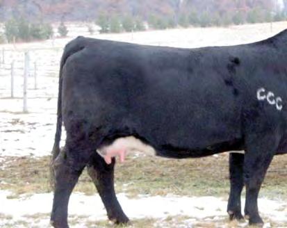 With her elegant style and attributes, her future is tremendous whether heading up a progressive Simmental program or making one of those powerhouse club calf mommas.