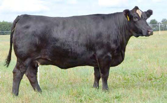 DAMAR FARMS Best of Both Worlds Female Sale Page 5 Lot 15 15 CNS DM ON L186 HTP SVF IN DEW ME HTP SVF HONEYDEW RUBY NFF EXTREME 005X ASA#: 2538580 Tattoo: 005X Purebred Homo-Black Simmental BD: