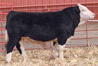 This is a bull with explosive growth from birth to yearling. This big bodied, thick made bull will sire feeder calves that everyone strives to raise.