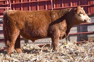 Dance 14 -.4 44 0. 1 3 13.4 5.4 -.3.2 -.01. 1 5 Cason s Mr. TOP Cut is solid black Premium Beef son. This SimAngus bull is loaded with meat and muscle, deep sided very sound.