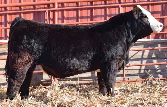 1 1 44. 23.2 -.40 -.04 -.04.1 2 5 Cason s Mr. Loaded Up is a black white face W/C Lock N Load son. His name describes him well for he is loaded with muscle and style.
