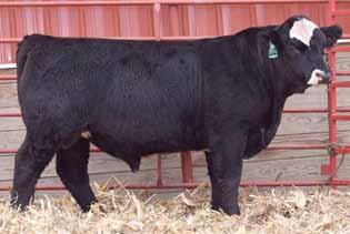 This Top Grade son is just like all the other bulls that go back to Upgrade, high performance, heavy muscled, long sided, and big bodied.