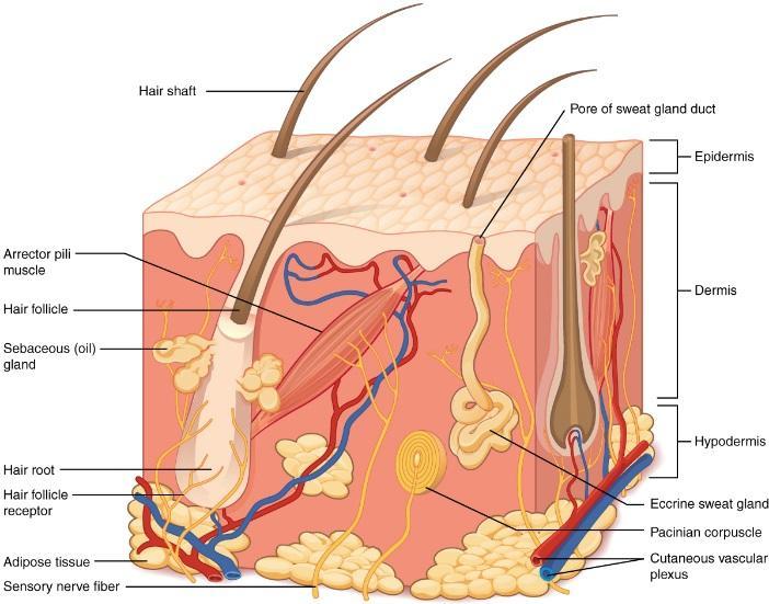 Skin The skin is the largest organ of the body, with a total area of about 20 square feet. Skin has 3 Layers: Epidermis Outermost layer of skin.