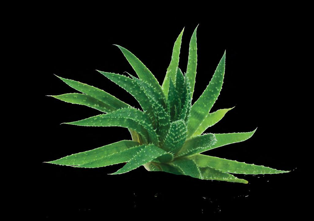 THE MANY USES OF ALOE VERA The Ancient and Modern Miracle Plant GREEN LEAF NATURALS PURE ALOE VERA GEL AND SPRAY From the farm to